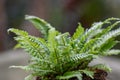 Deer fern Struthiopteris spicant, young plant Royalty Free Stock Photo